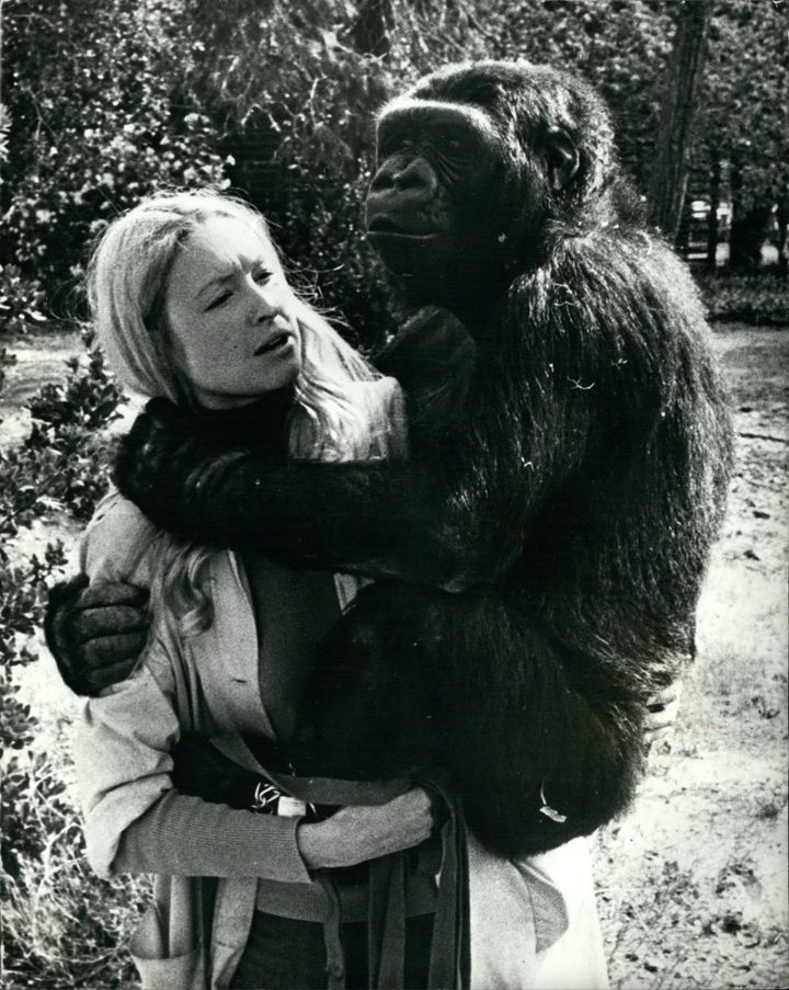 Koko with Dr Penny Patterson in 1972