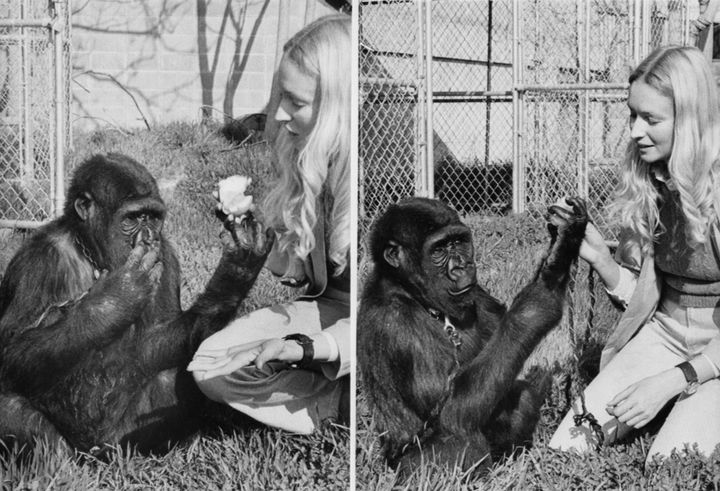 Left: Koko indicates 'eat' with bunched fingertips to her lips and is rewarded with her prize, right