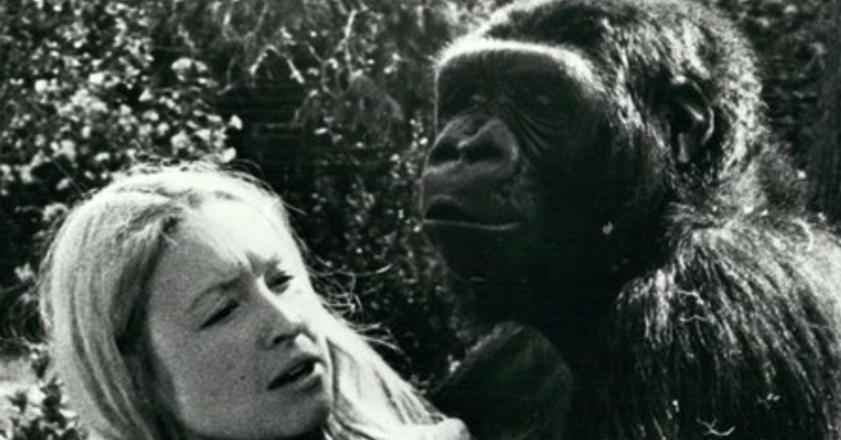 Koko, The Gorilla Who Could Use Sign Language, Dies Aged 46 | HuffPost ...