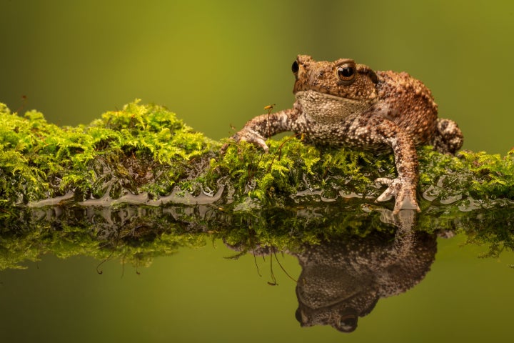 How To Make Your Garden Toad And Frog-Friendly | HuffPost UK Life