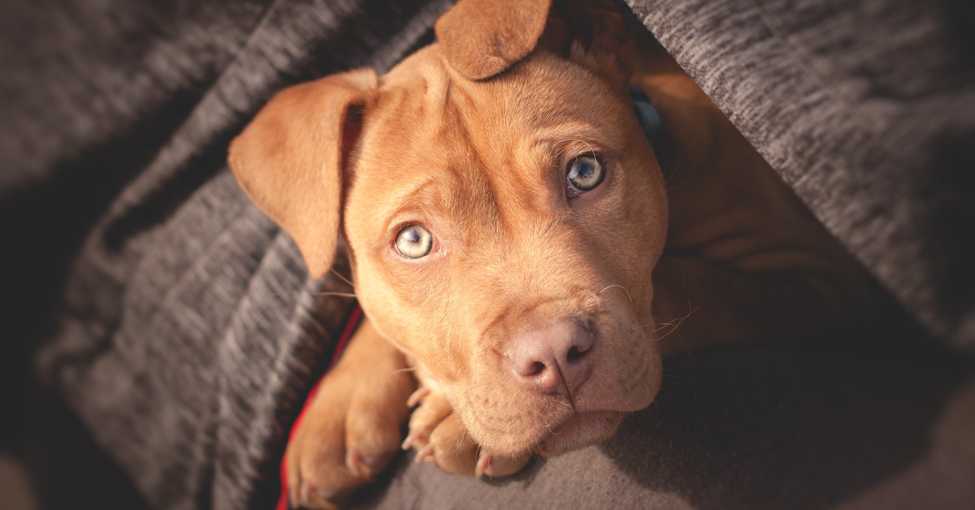 Delta Bans ‘Pit Bull Type Dogs’ As Service Animals On Flights Delta Bans ‘Pit Bull Type Dogs’ As Service Animals On Flights