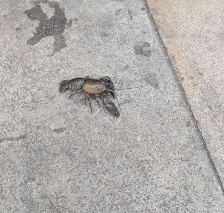 The crayfish that was mis-identified as a lobster, pictured walking in Lewisham on Wednesday