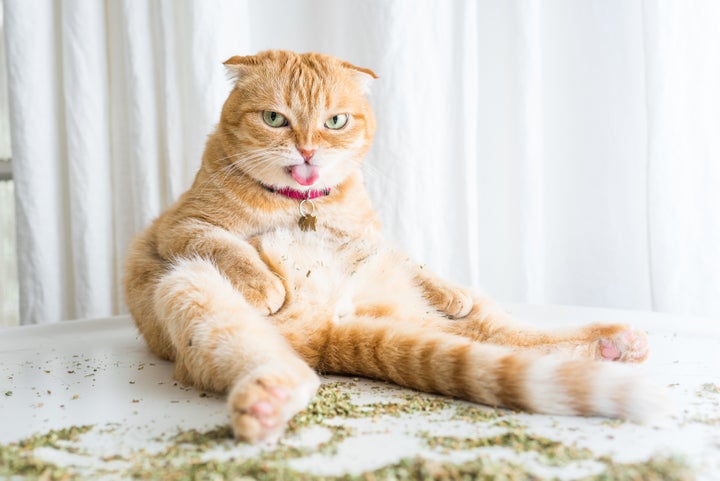 Voici Des Chats Geles A L Herbe Aux Chats Huffpost Quebec Vivre Voici Des Chats Geles A L Herbe Aux Chats Huffpost Quebec Vivre