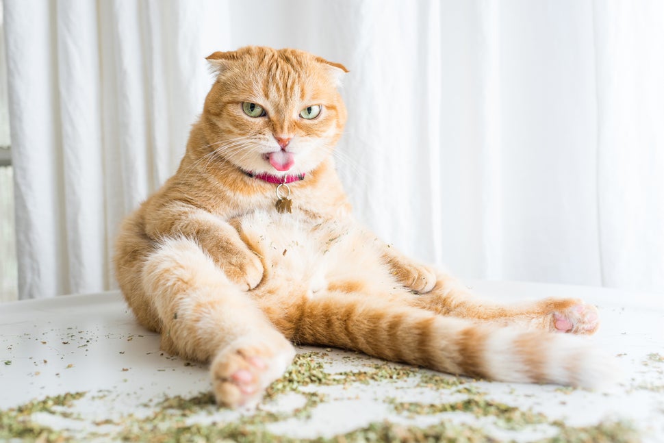 Shrampton, a Scottish fold who lives in Los Angeles, enjoys a hefty pile of catnip. 