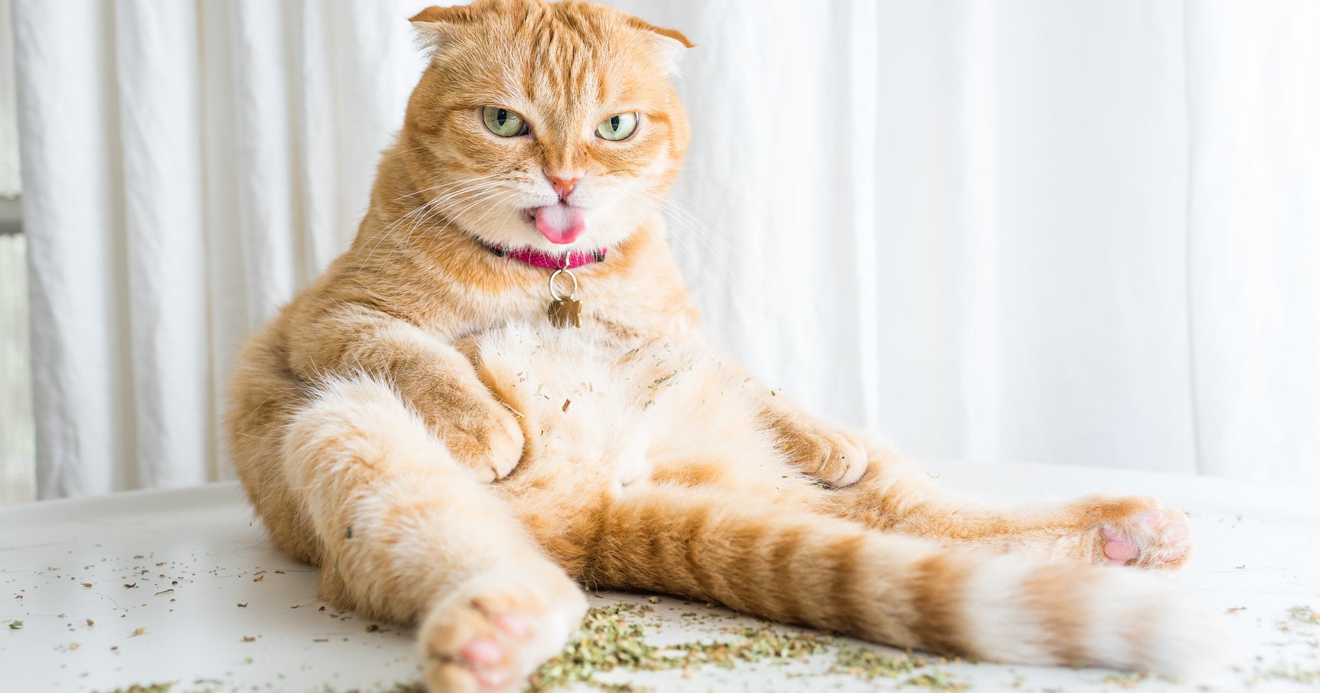 Let Photos Of Cats High On Catnip Be A Light In This Dark, Dark World