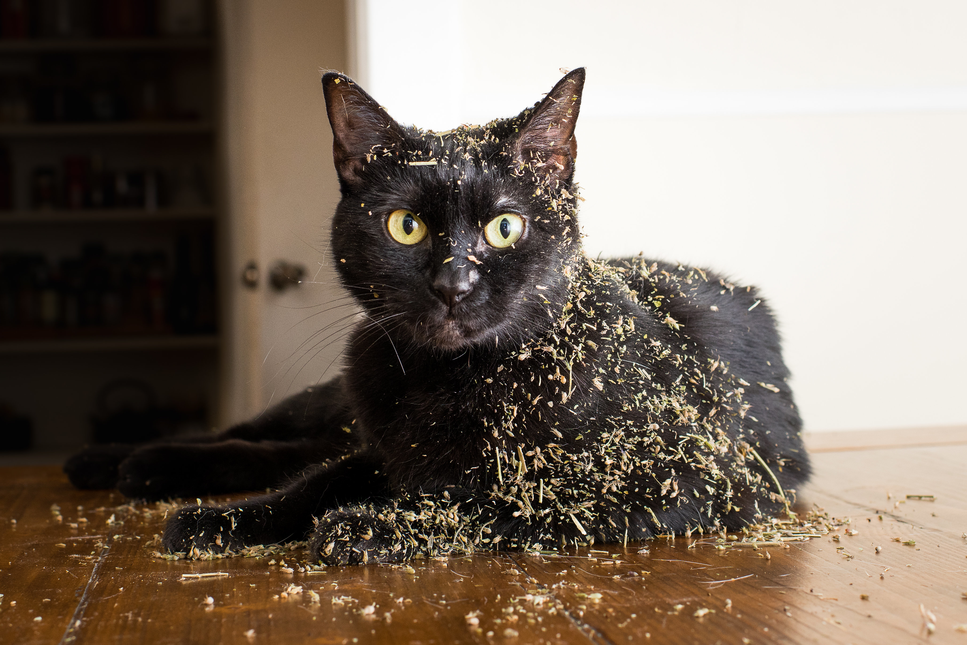 Let Photos Of Cats High On Catnip Be A Light In This Dark Dark World   5b2d60cb1a0000cd04ce2623 