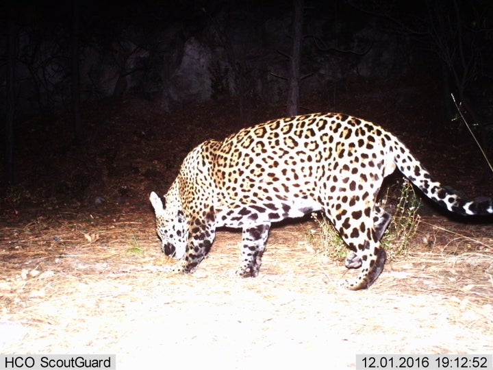 Yo'oko, seen in Arizona's Huachuca Mountains in 2016.