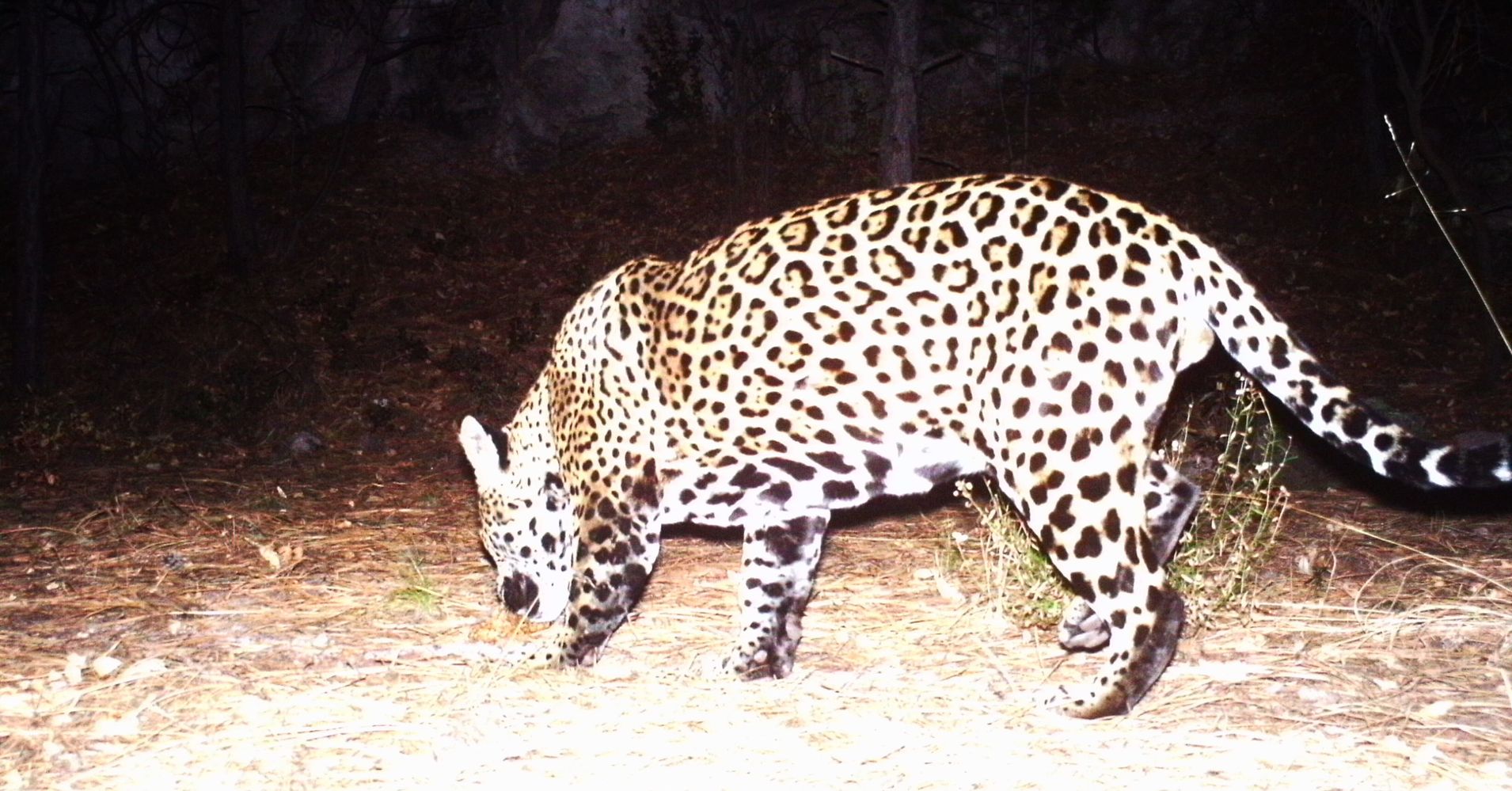 One Of The Only Wild Jaguars Known To Roam The U.S. Is Believed To Have ...