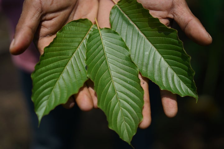 A worker displays kratom leaves in Indonesia.&nbsp;Some kratom consumers living in U.S. states where the herbal drug is banne