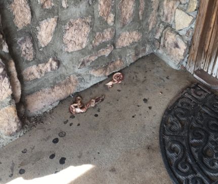 More bacon, allegedly left near the front door of the mosque on June 23, in a photo provided by CAIR.