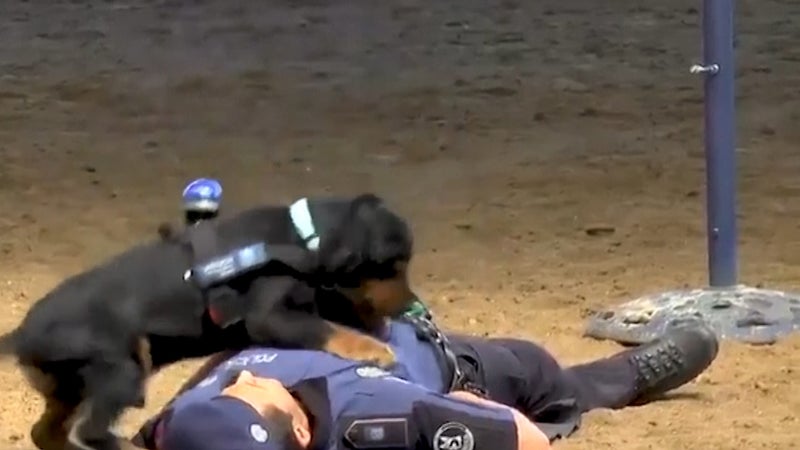 Police Using Cocker Cocker Spaniel