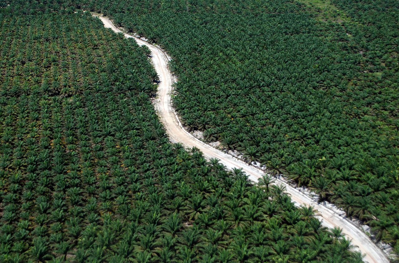 A road running through a palm plantation in Riau, Sumatra Island, Indonesia.