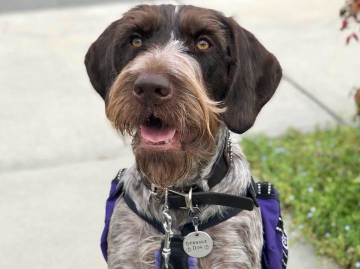 Jubilee is a German wirehaired pointer trained to help her handler, Ariel Wolf, with mobility issues. 
