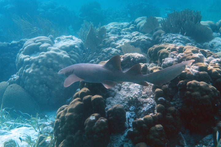 The coral reef system of Belize is home to nearly 1,400 species, including several endangered animals.