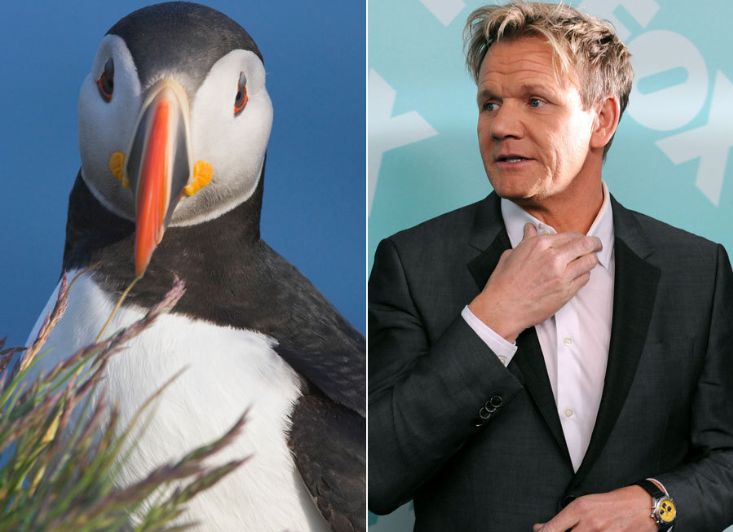 1. Gordon Ramsey's Huffing And Puffin