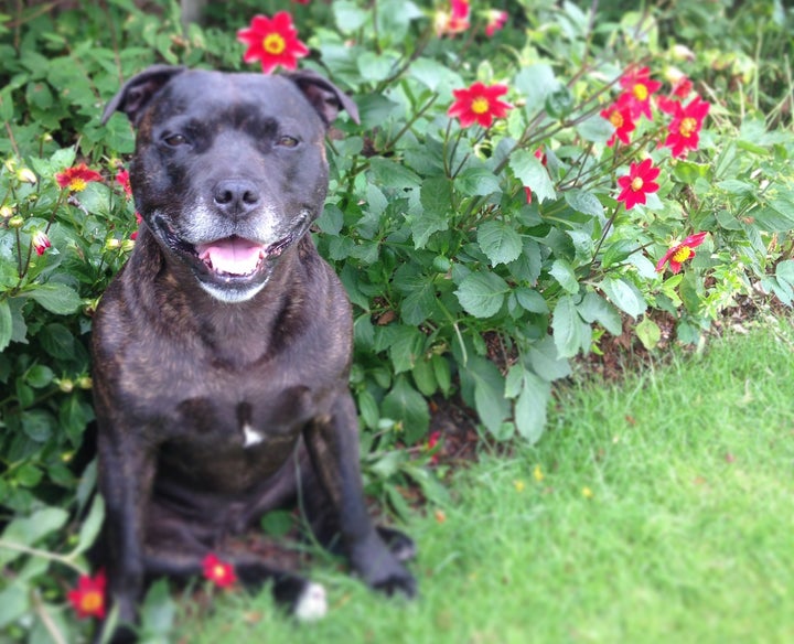 Staffordshire Bull Terrier 