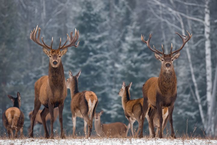 A popular theory relates the slang term "buck" to the use of deerskins as a commodity of exchange.