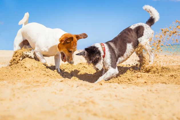 The UK's heatwave is expected to last into the weekend.