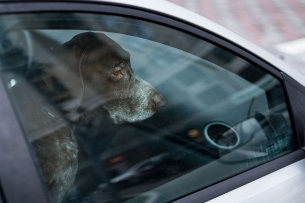 Dogs can die in hot cars.