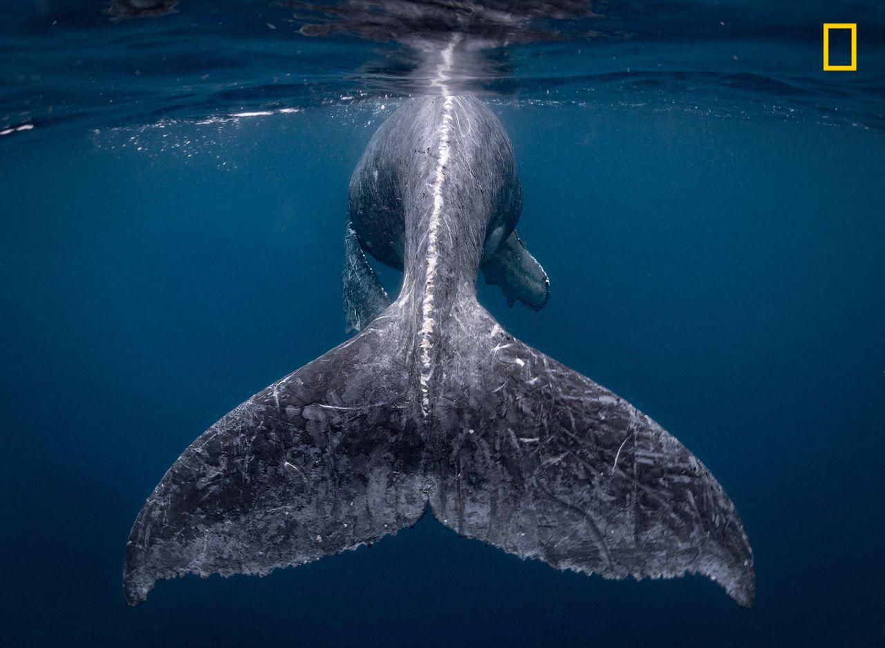 Grand prize winner Reiko Takahashi took this photo of a humpback whale. 