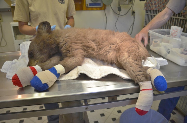 A bear cub whose feet were burned in the 416 wildfire is treated by Colorado Parks and Wildlife staff in Durango, Colorado, on Wednesday.