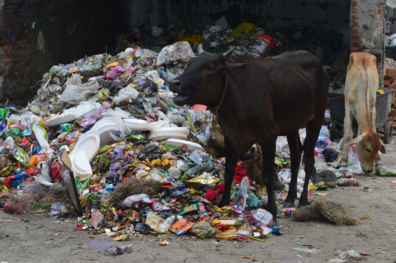 A cow grazing among plastic trash near Azadpur Market in New Delhi.