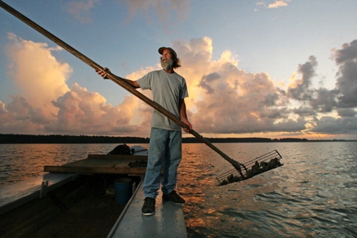 Kendall Schoelles harvests oysters from the Apalachicola Bay in 2010. The oyster industry has collapsed in recent years because of the increasing salinity of the bay. 