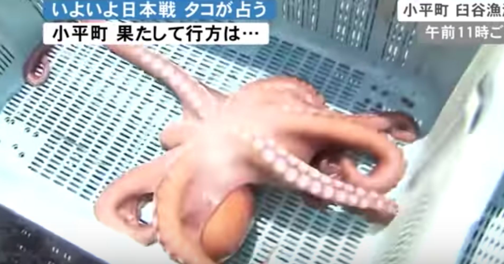 'Psychic' Octopus That Predicted World Cup Matches Has Been Killed For