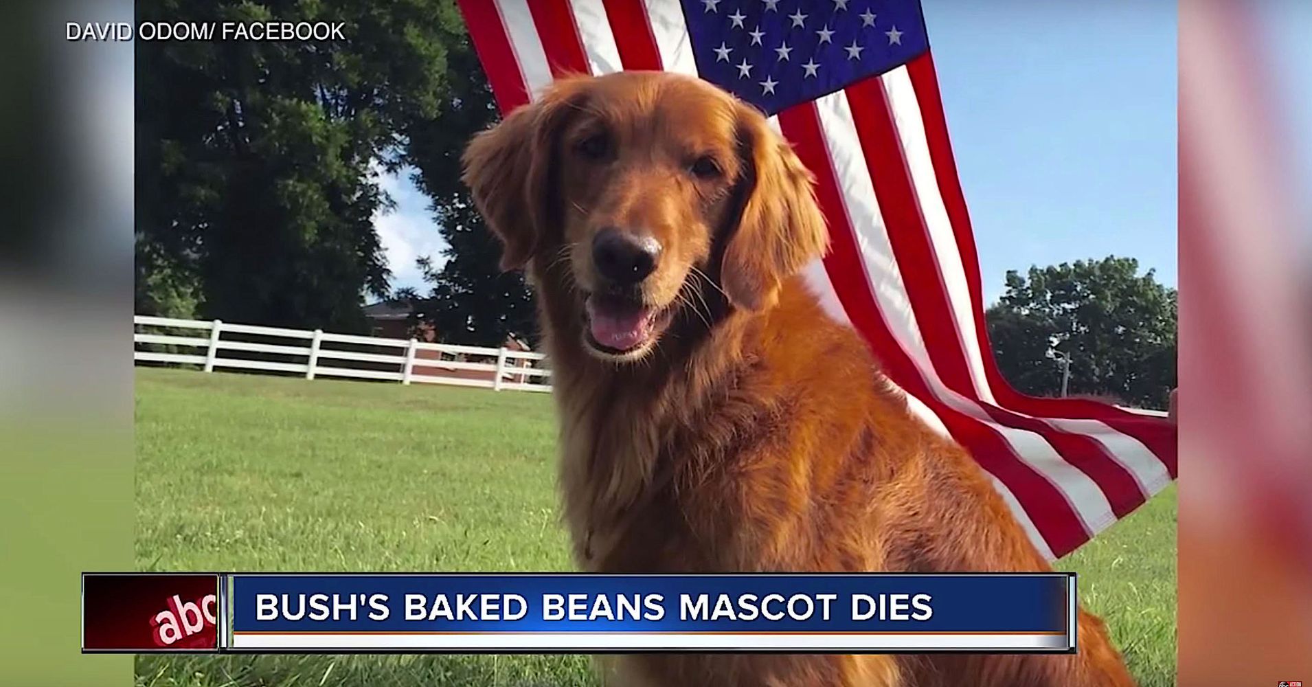 Dog That Played Duke In Bush's Baked Beans Ads Dies HuffPost