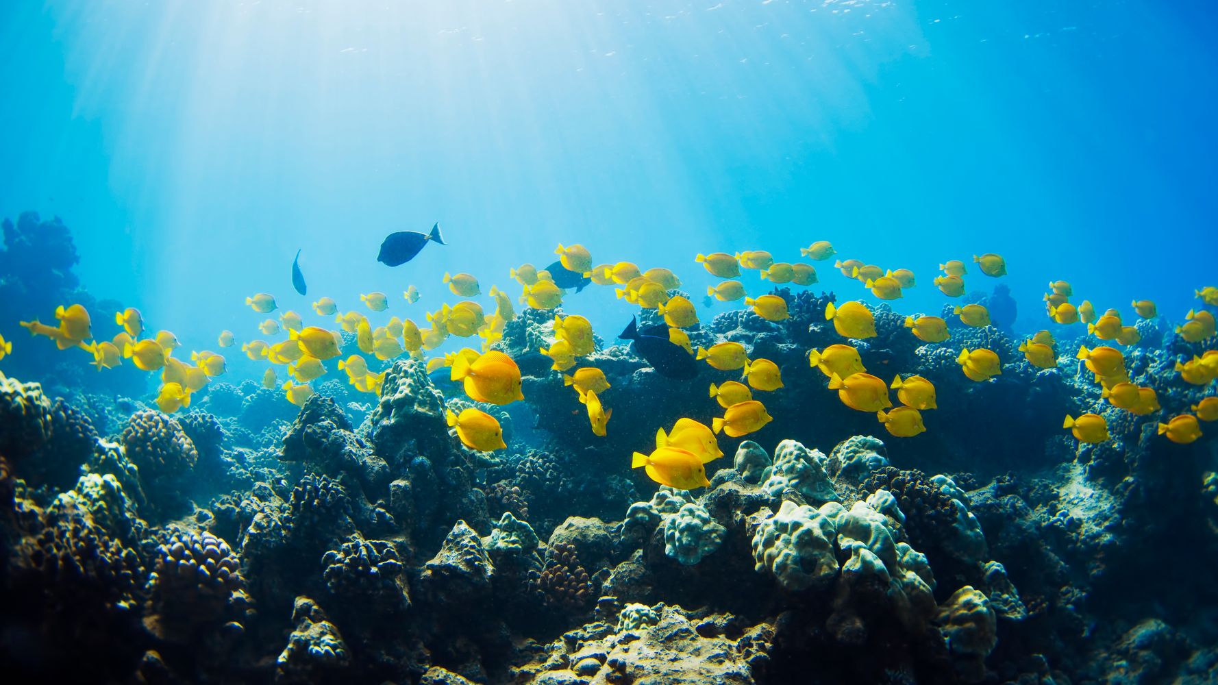 Разнообразие живых организмов в океане. Мировой океан. Дно океана. Рыбки в океане. Океан под водой.