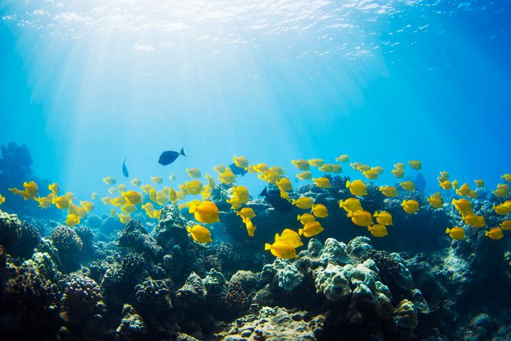 Beginning in 2021, Hawaii will prohibit the sale and distribution of unprescribed sunscreens that contain oxybenzone and octinoxate, which can kill coral larvae.