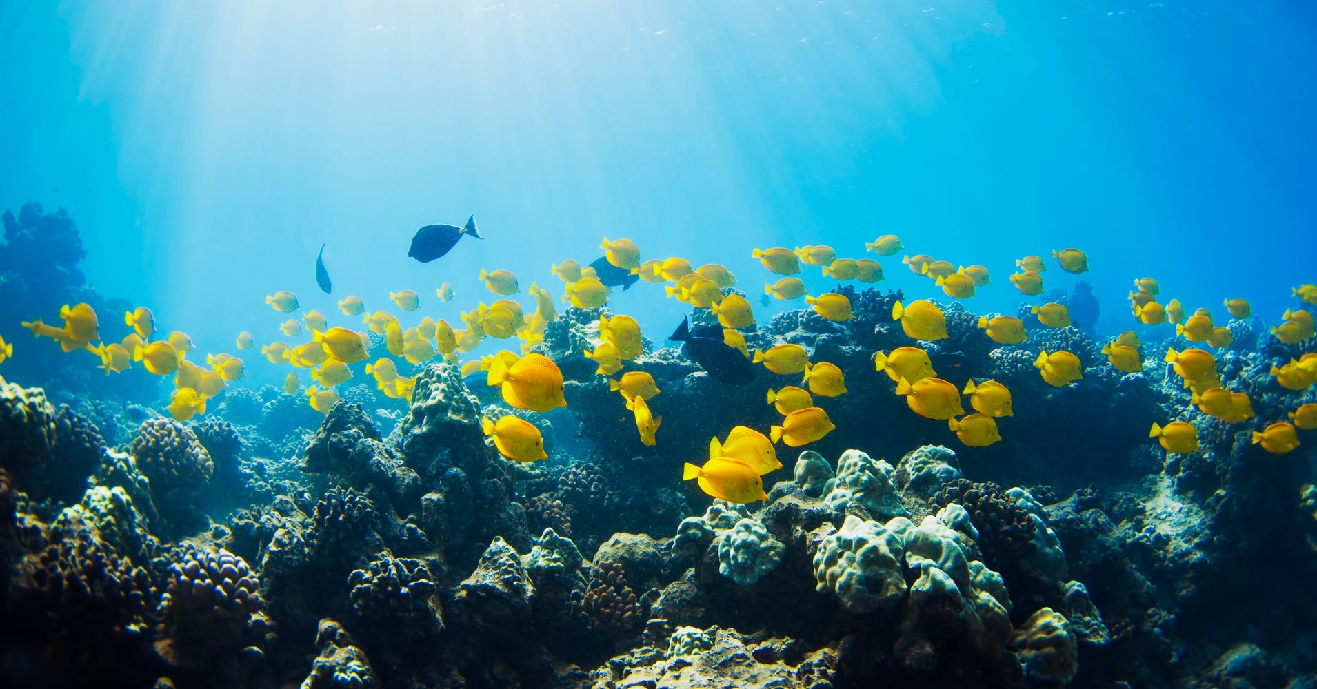 Hawaii The First State To Ban Sunscreens That Harm Coral Reefs HuffPost