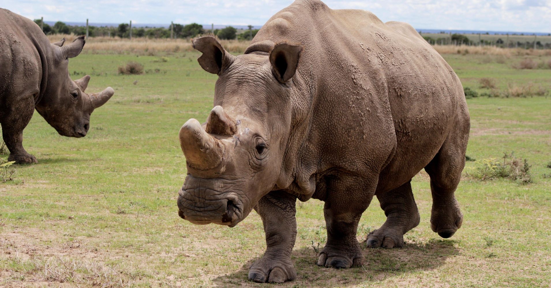 IVF Could Resurrect Functionally-Extinct Northern White Rhino ...