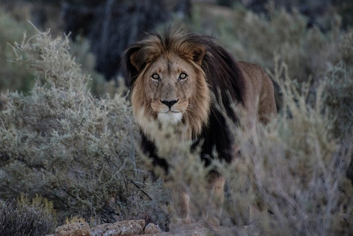 A male lion is seen in a game reserve in South Africa. At least two rhino poachers are believed to have been eaten by lions a
