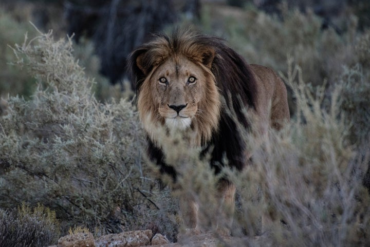 A male lion is seen in a game reserve in South Africa. At least two rhino poachers are believed to have been eaten by lions at a reserve this week.