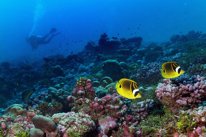 A pair of raccoon butterflyfish swim the reef off Palmyra Atoll, part of Pacific Remote Islands Marine National Monument.