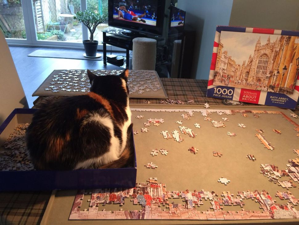 Helen Bloomer's cat Yasmin helping her to do a puzzle.