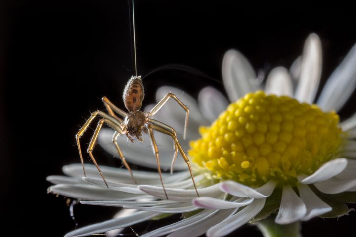 A spider ballooning on a flower.