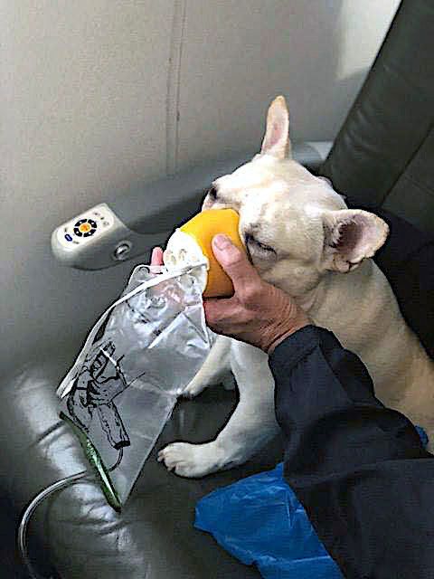 A French bulldog that was having trouble breathing on a JetBlue flight has recovered fully, the dog's owner says.