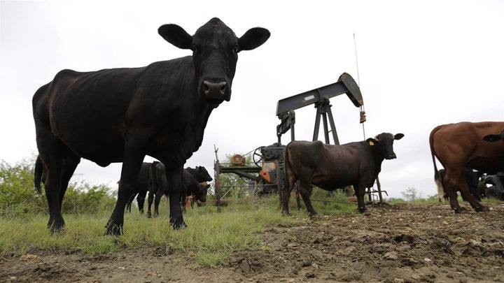 Cattle graze around an idle pump jack on a South Texas ranch. State agencies that regulate the oil and gas industry are stepp