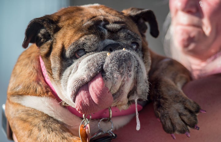 Zsa Zsa the English bulldog has died at the age of 9.