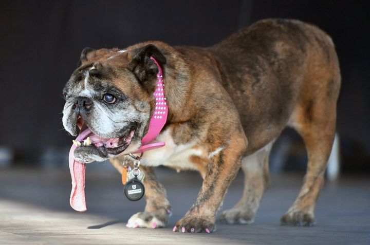 Zsa Zsa was crowned World's Ugliest Dog last month in a competition meant to raise awareness about rescue pets.