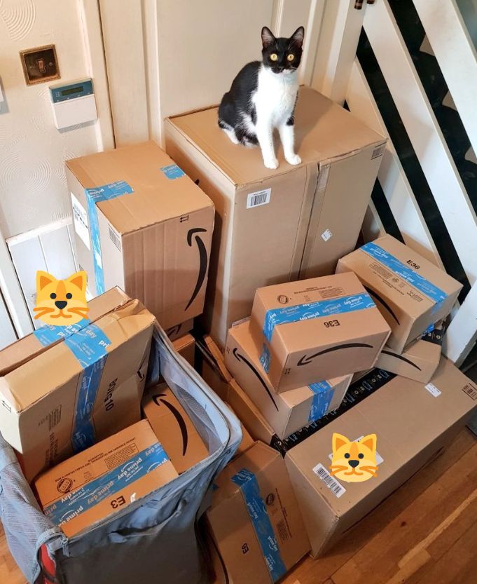 Mum cat sits on one of many boxes delivered to Paris' home. 