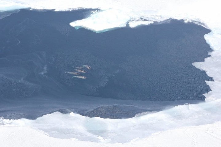 A pod of narwhals in central Baffin Bay.