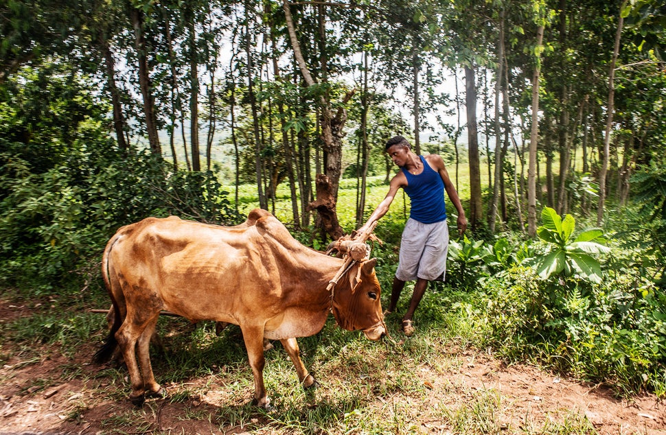 A young farmer and his cattle near the village of Gesabale in southern Ethiopia. As much as 80 percent of Ethiopia’s po