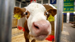Un chercheur marocain a trouvé le moyen de réduire la pollution de l'air causée par les vaches