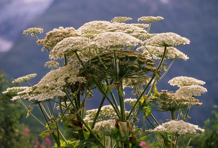 Giant hogweed in France.