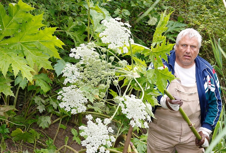 A man in Germany holds the stalk of a giant hogweed plant, which can grow very large.