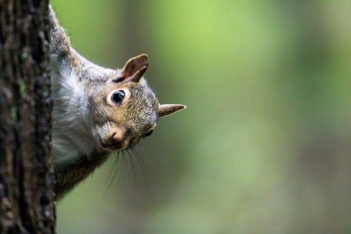 Squirrels can do no wrong.