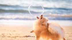 These Adorable 'Dog Photographer Of The Year' Pictures Will Brighten Your Day